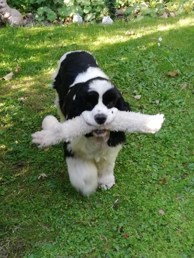 Amerikansk cocker spaniel Mary  billede 4