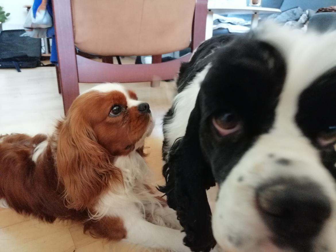 Amerikansk cocker spaniel Mary  billede 5