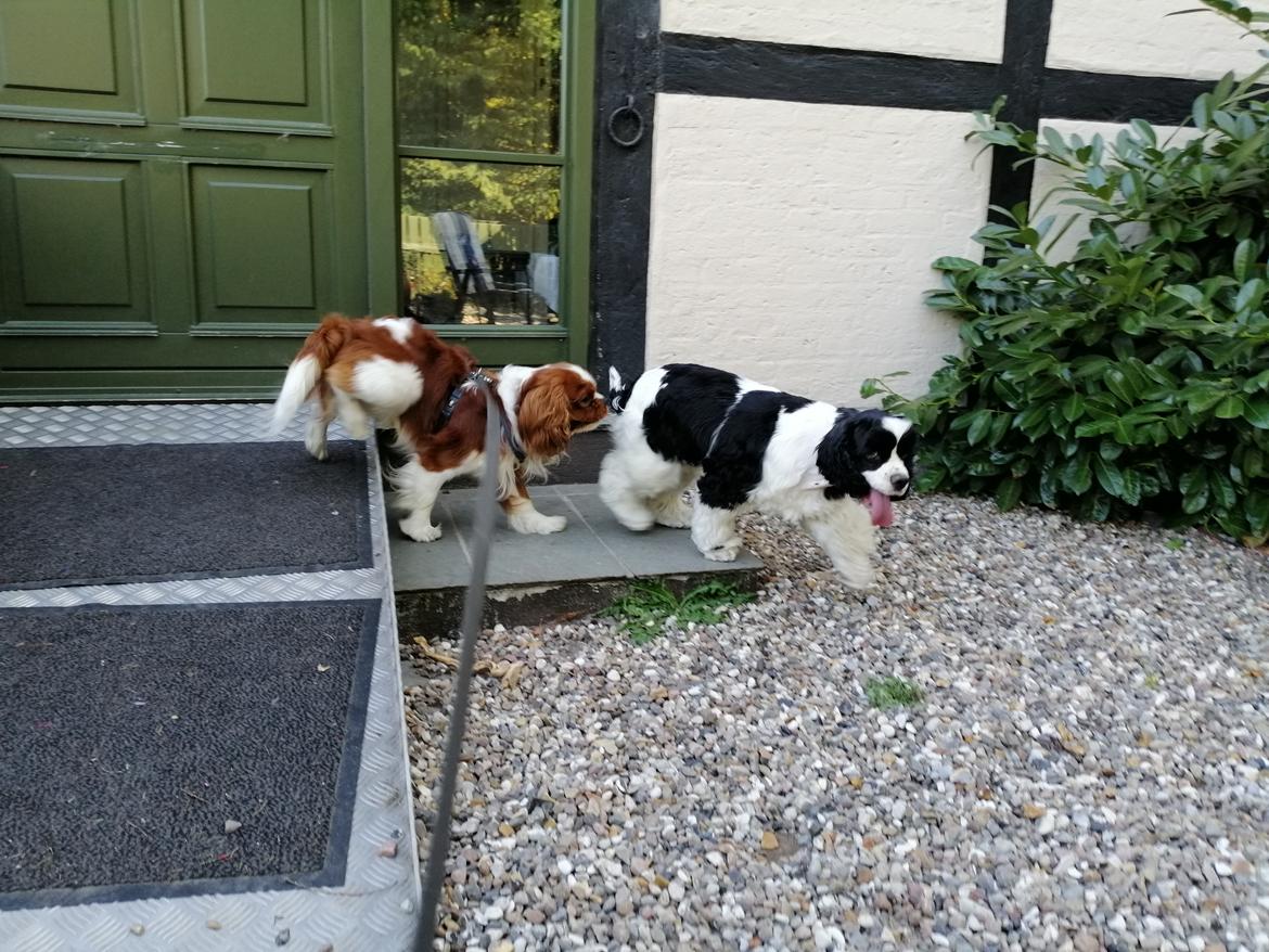 Amerikansk cocker spaniel Mary  billede 6