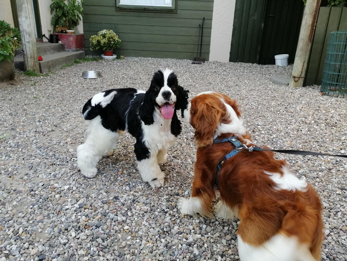 Amerikansk cocker spaniel Mary  billede 7