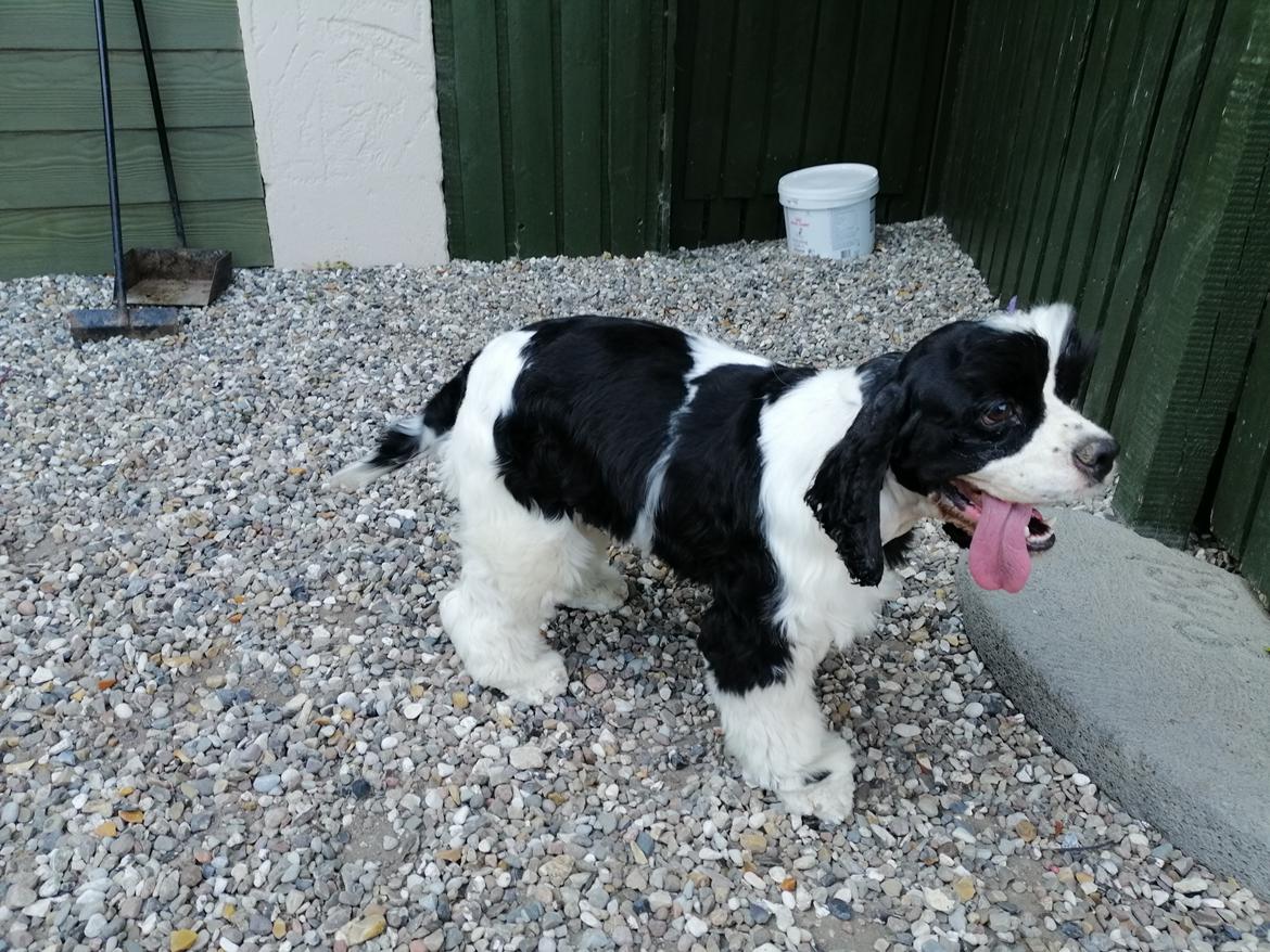 Amerikansk cocker spaniel Mary  billede 8