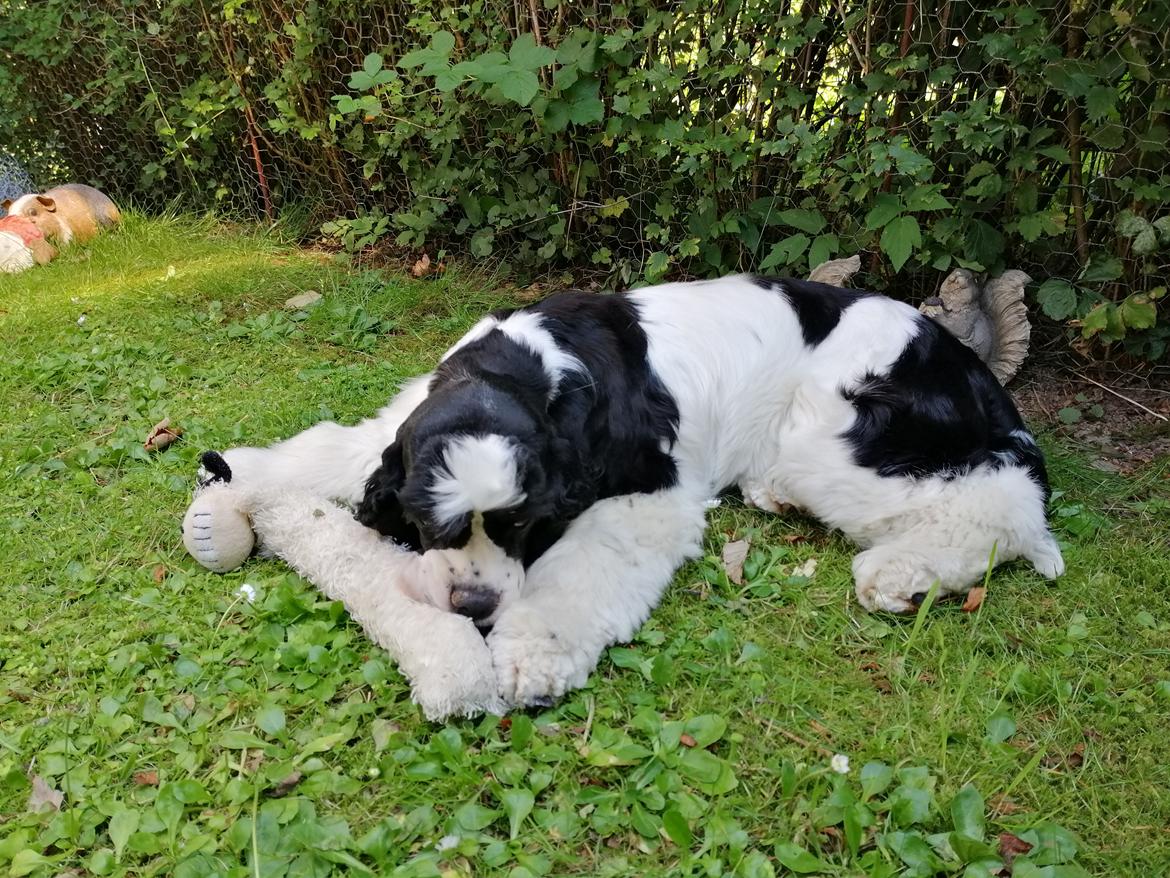 Amerikansk cocker spaniel Mary  billede 9