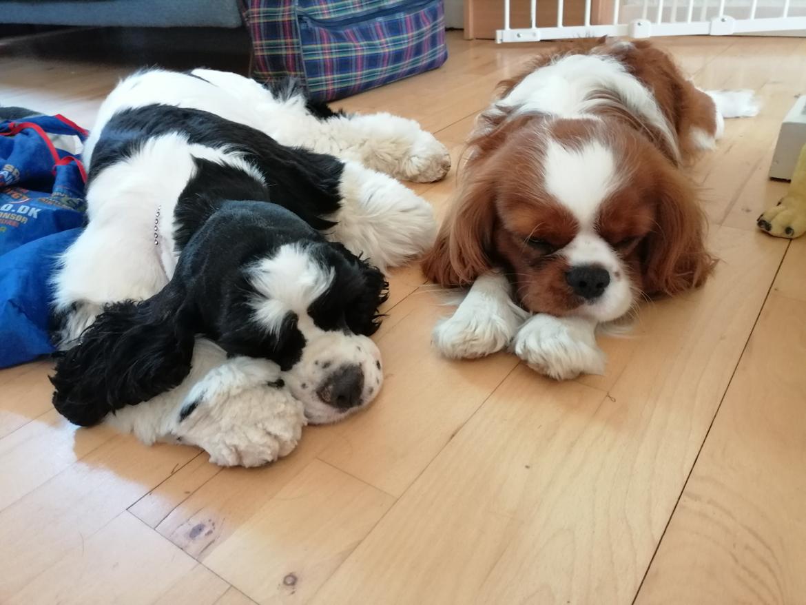 Amerikansk cocker spaniel Mary  billede 10