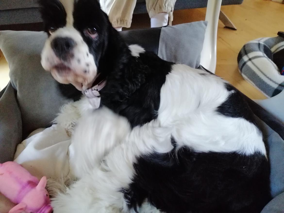 Amerikansk cocker spaniel Mary  billede 11