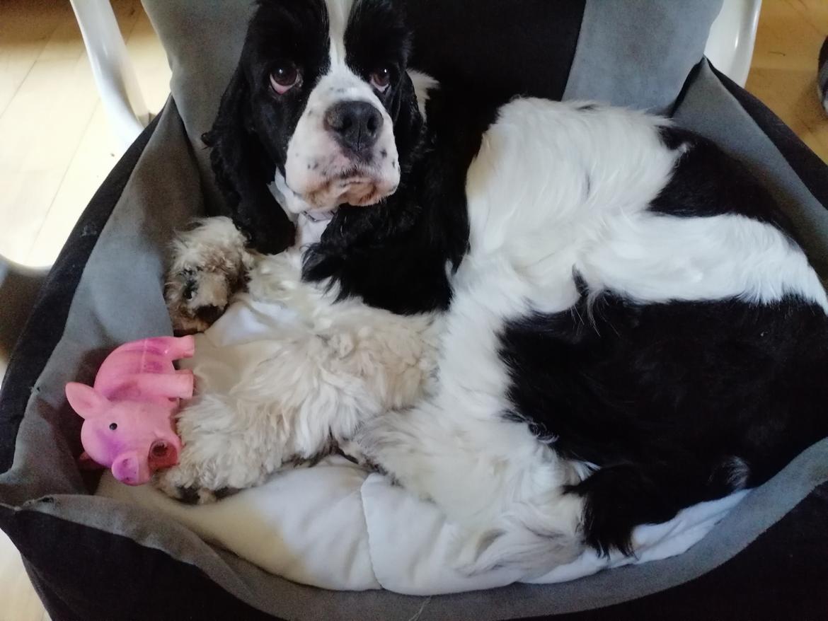 Amerikansk cocker spaniel Mary  billede 12