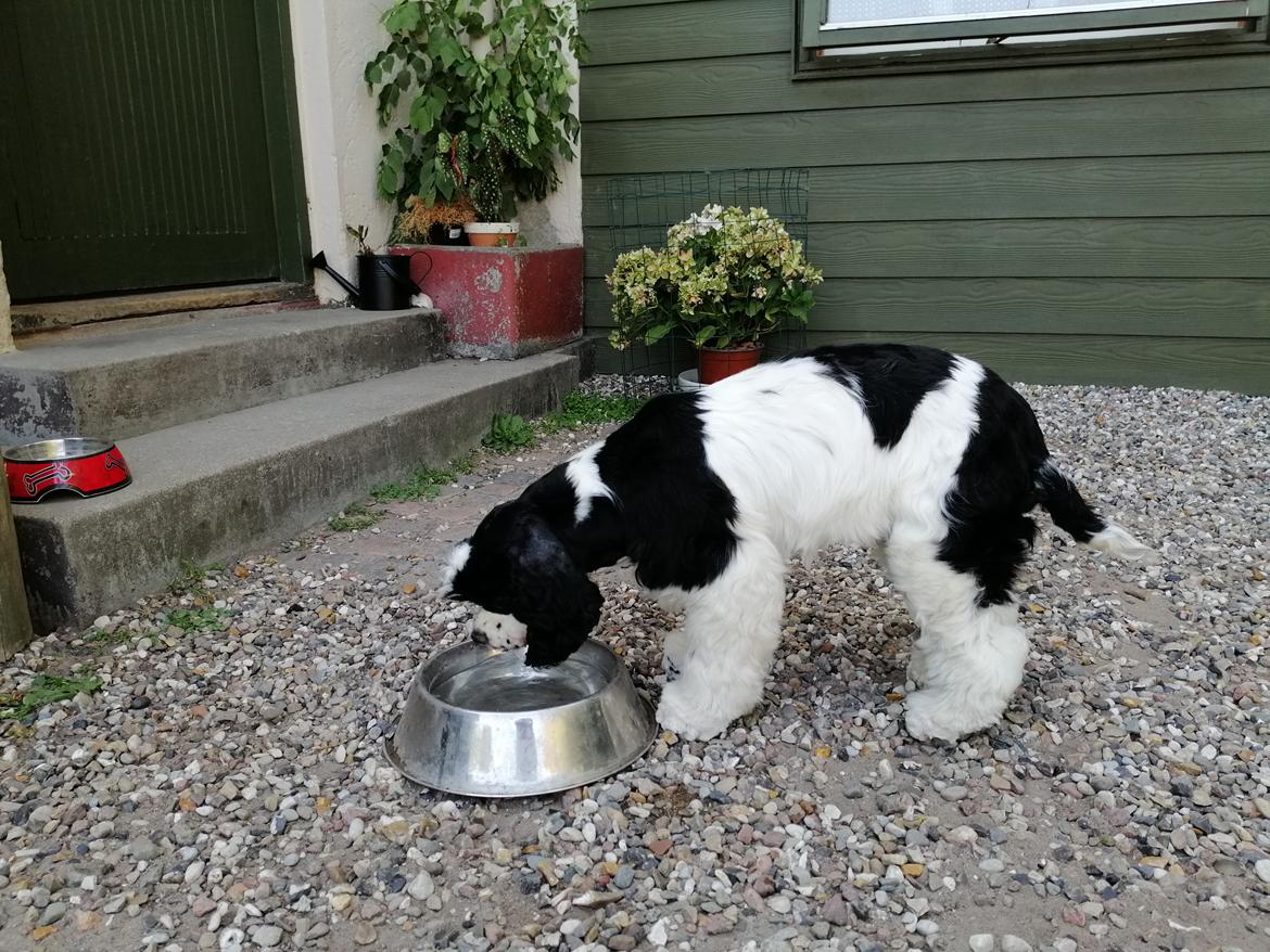 Amerikansk cocker spaniel Mary  billede 13