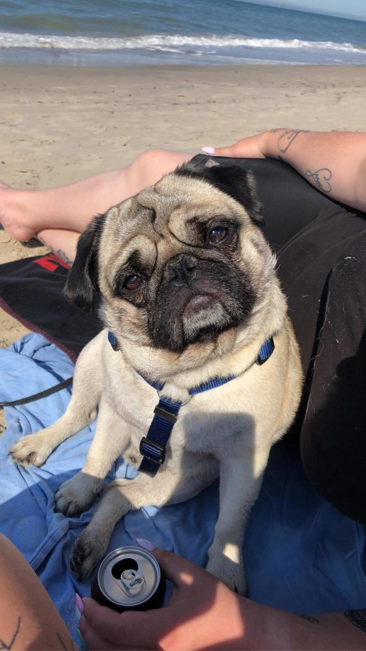 Mops Albert billede 2