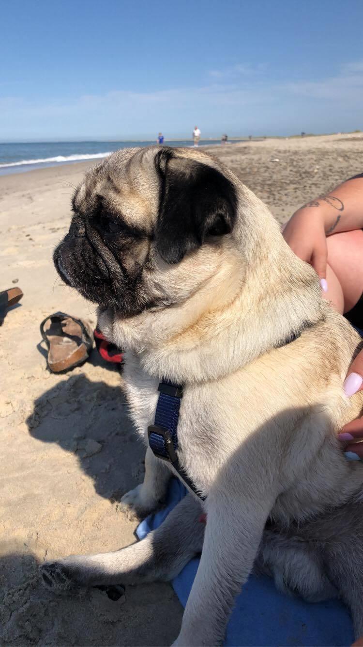 Mops Albert billede 4