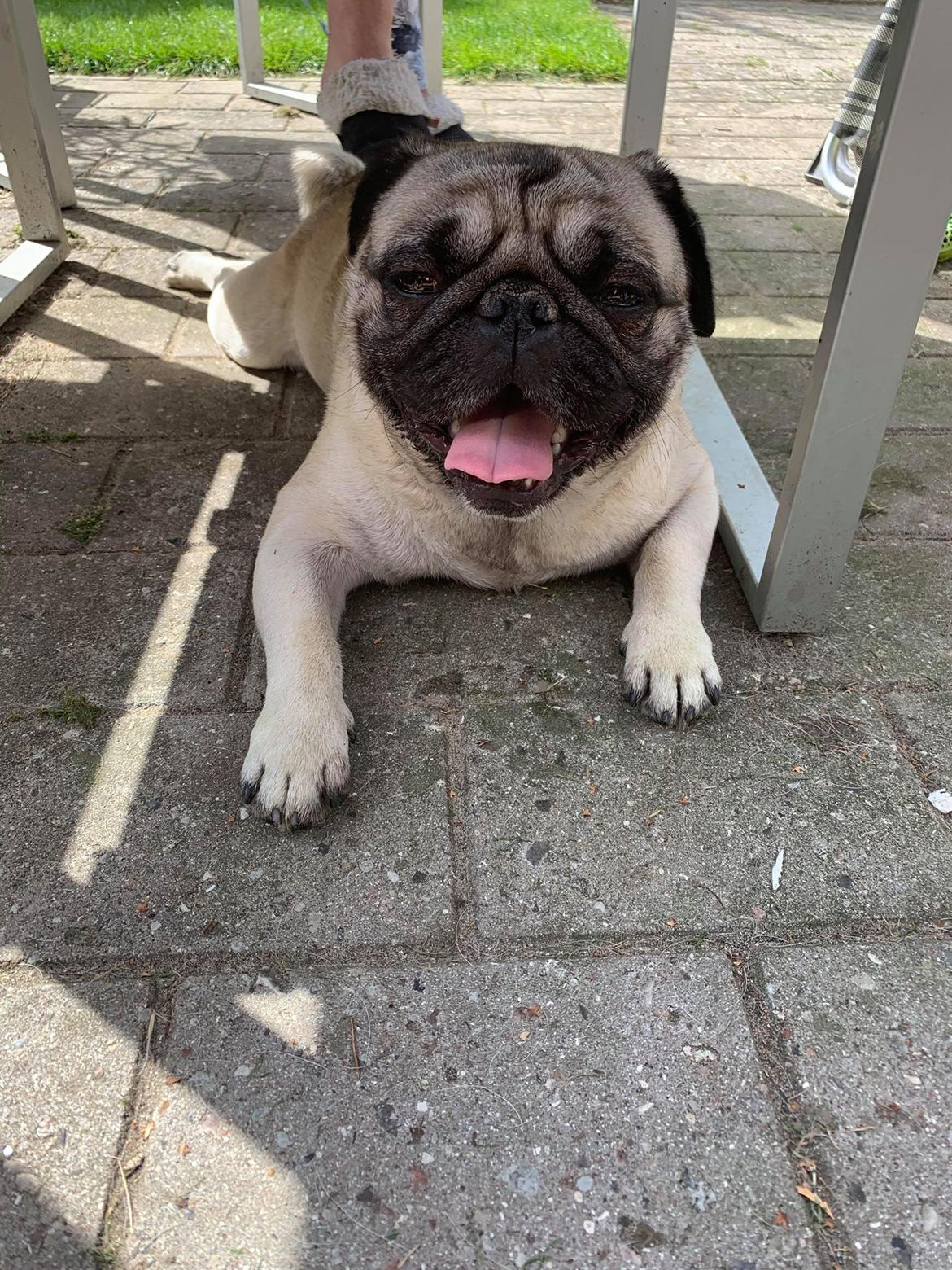 Mops Albert billede 5