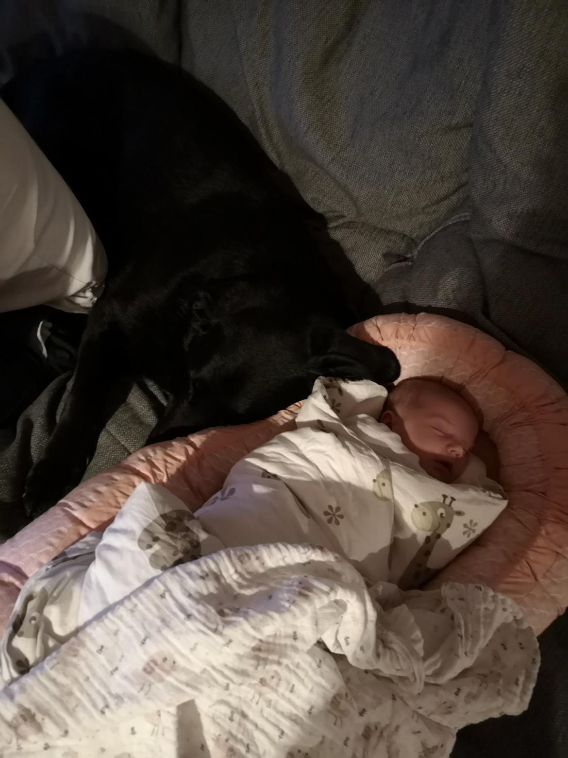 Blanding af racer Santos billede 7