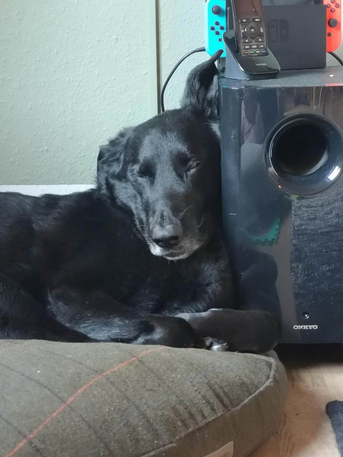 Blanding af racer Santos billede 8