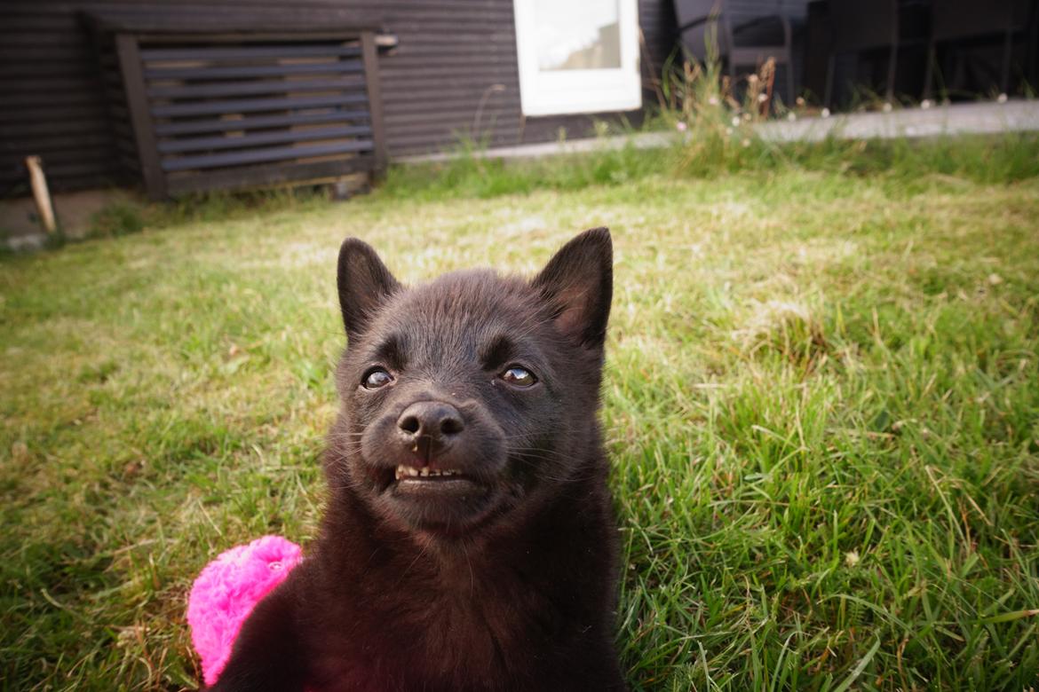 Schipperke Umi (Iumi Taien) billede 12