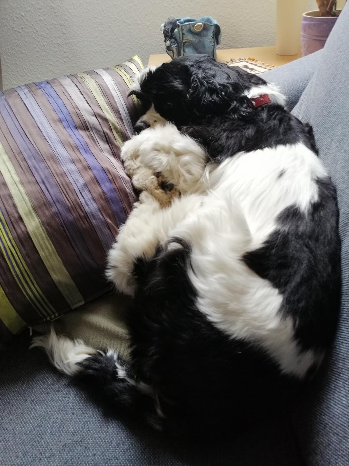 Amerikansk cocker spaniel Mary  billede 14