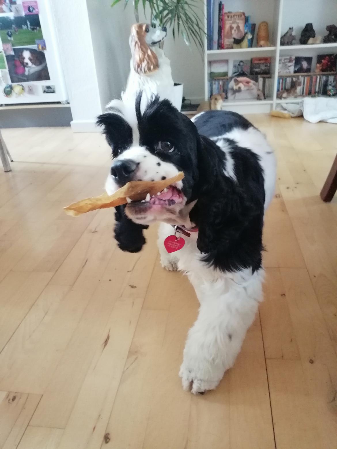 Amerikansk cocker spaniel Mary  billede 15