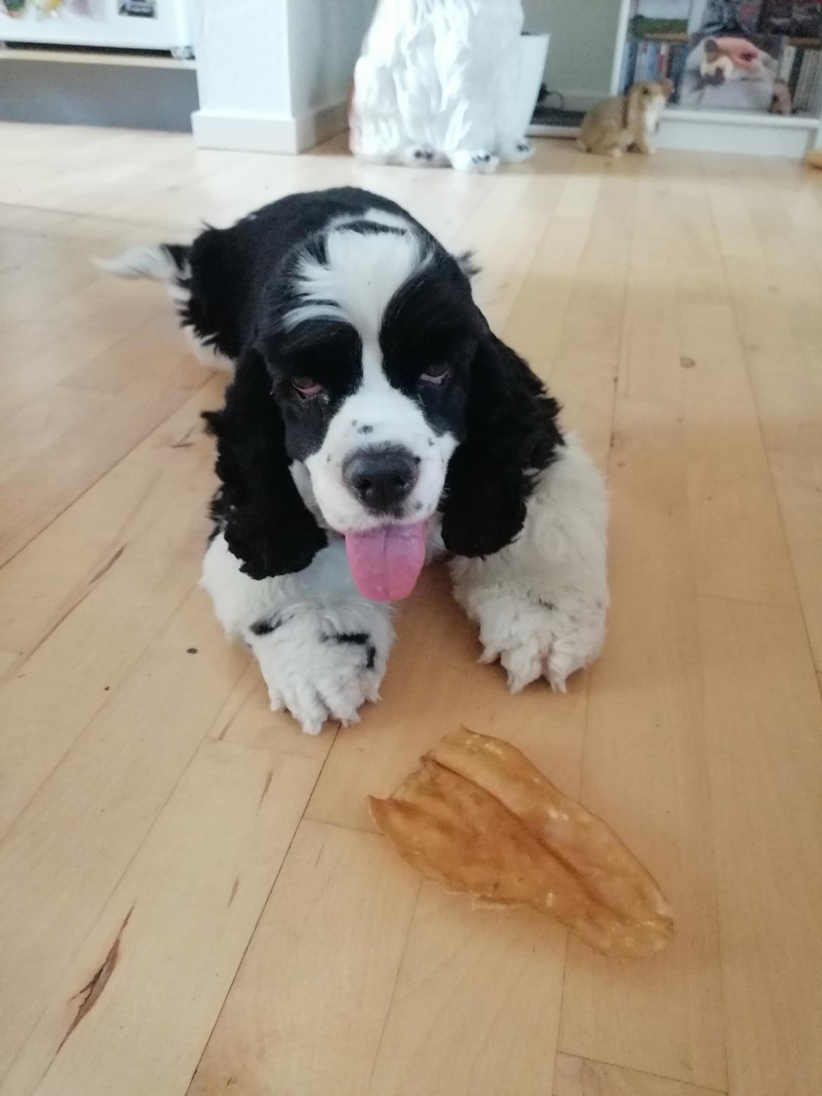 Amerikansk cocker spaniel Mary  billede 16