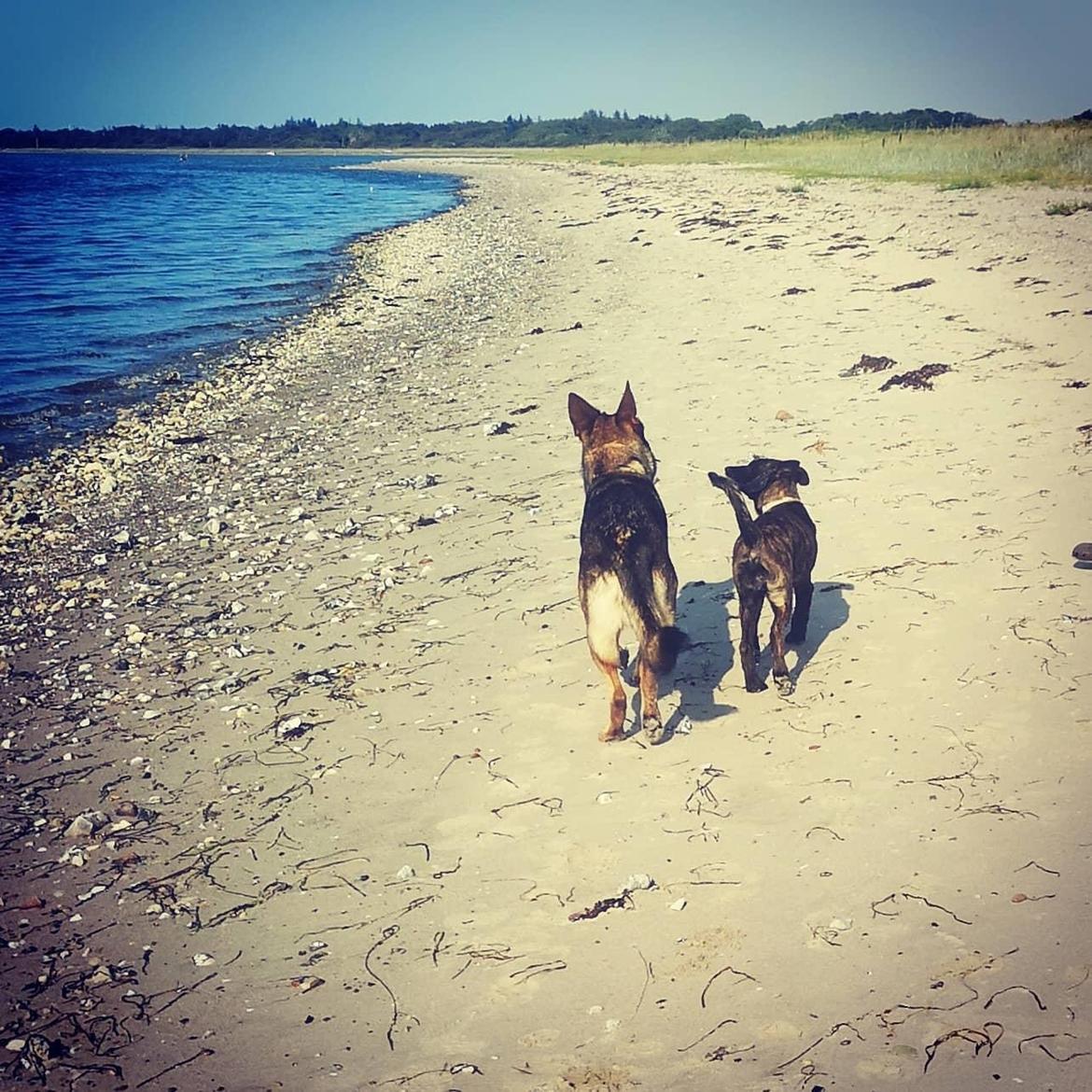 Schæferhund Gen-Chi Oda billede 1