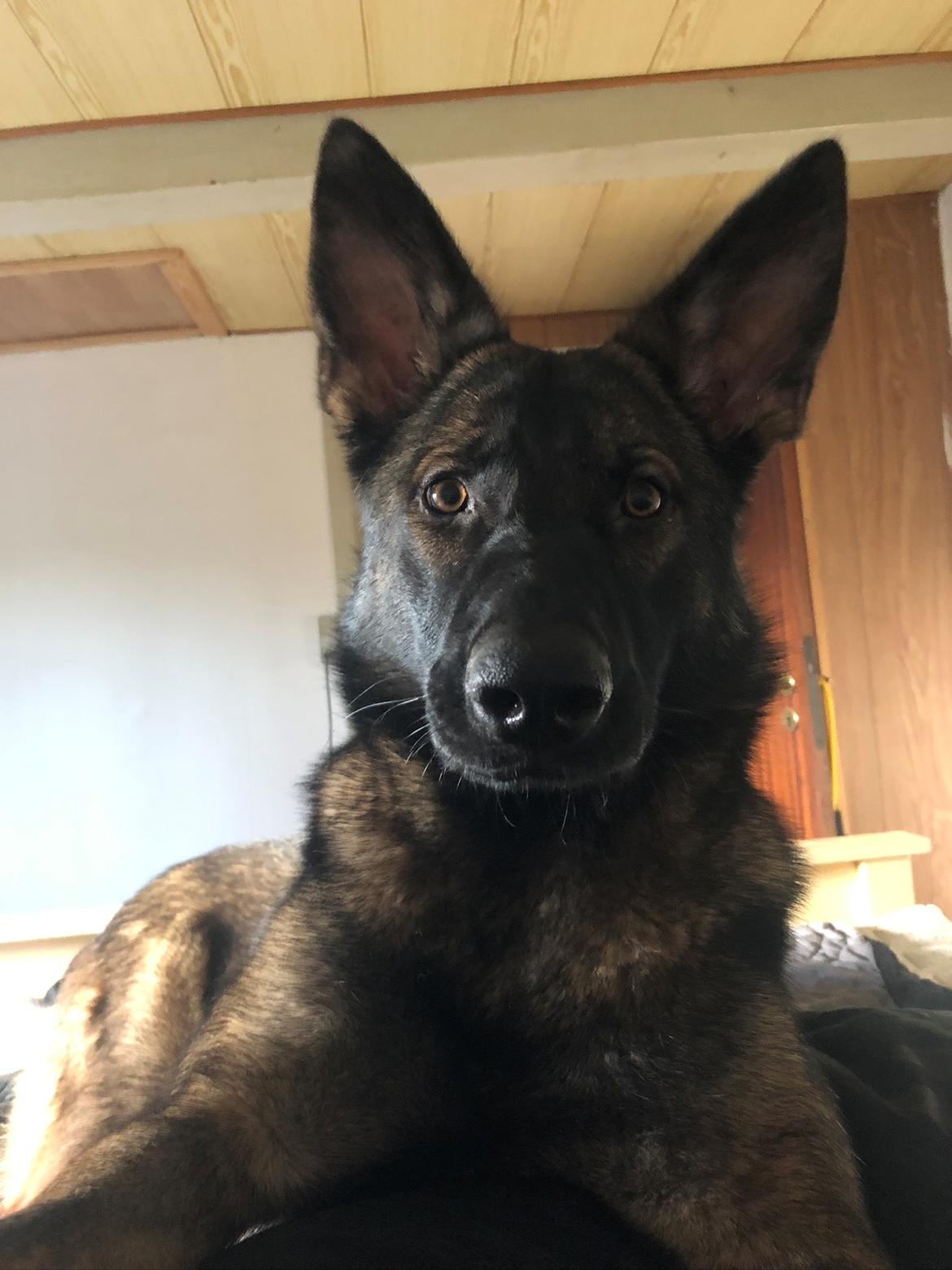 Schæferhund Gen-Chi Oda billede 2