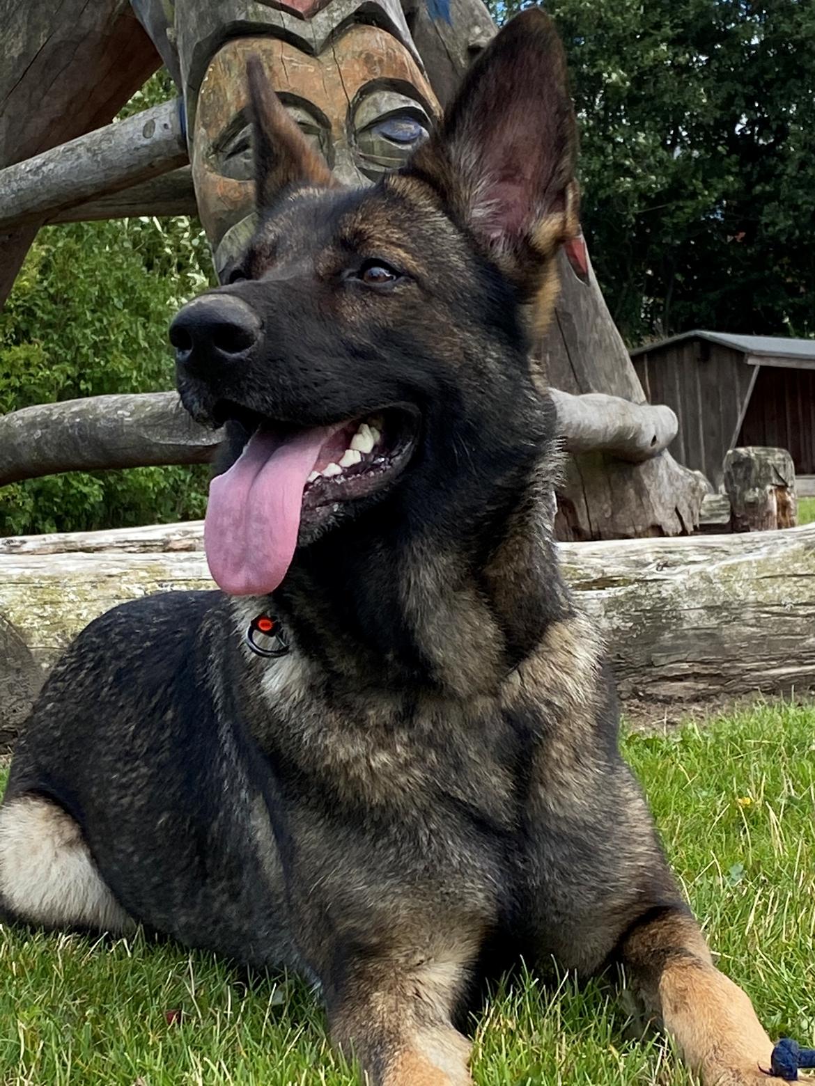 Schæferhund Gen-Chi Oda billede 3