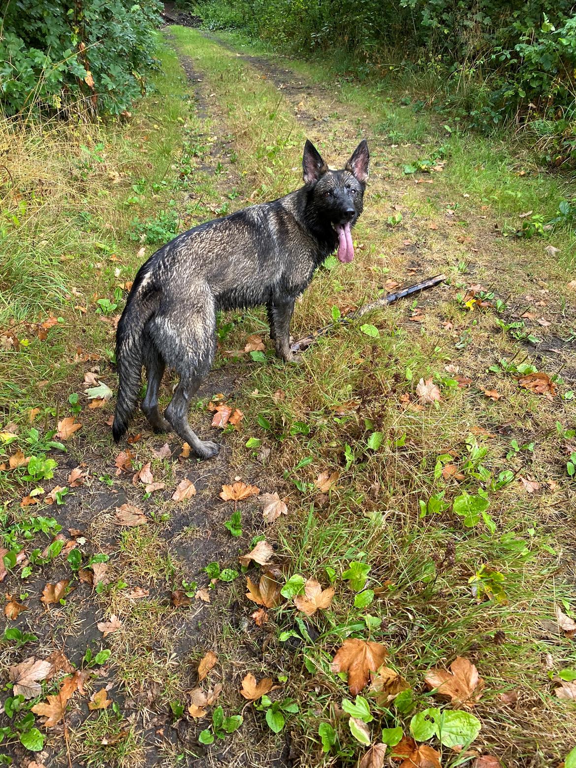 Schæferhund Gen-Chi Oda billede 4
