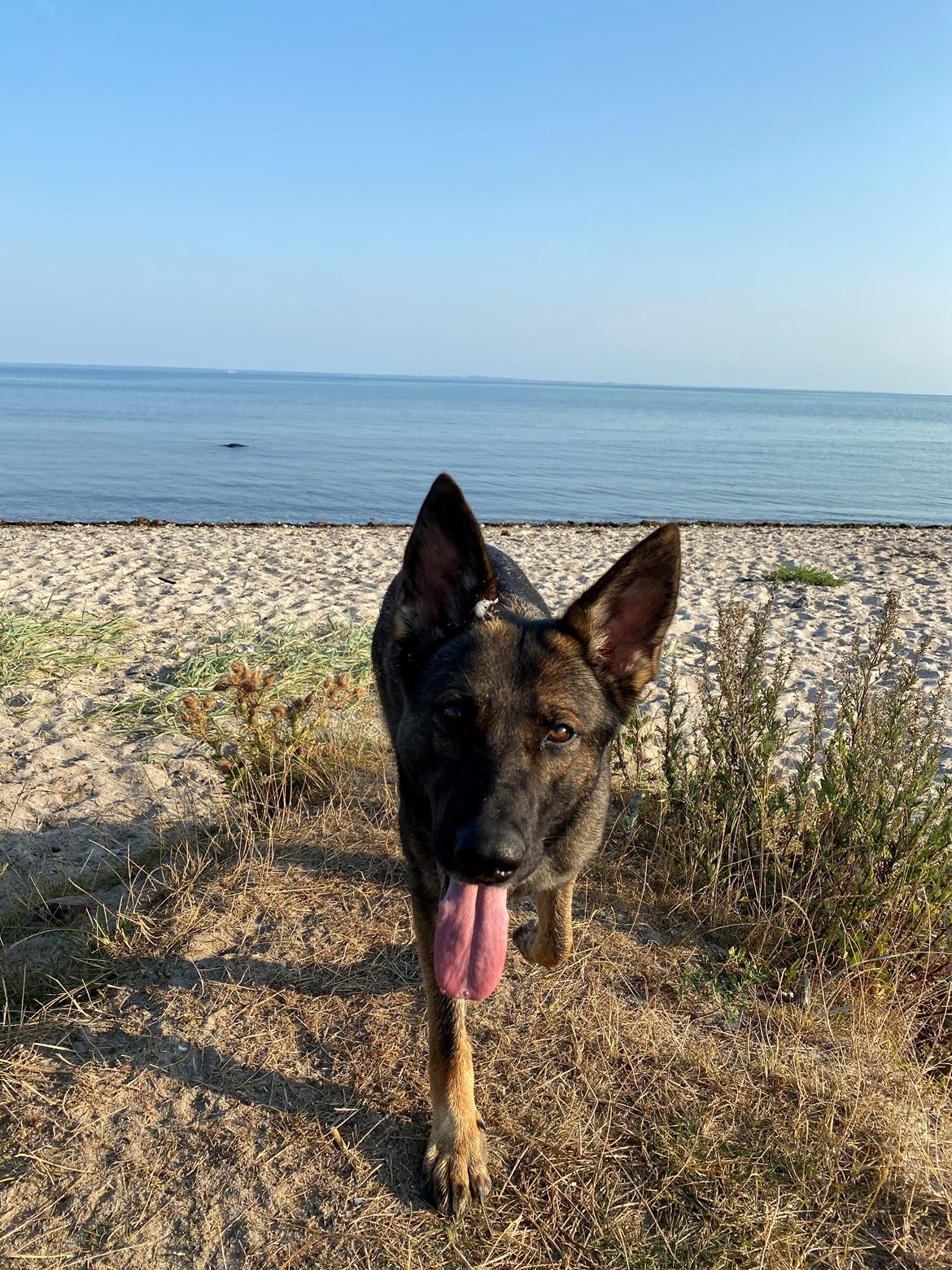 Schæferhund Gen-Chi Oda billede 5