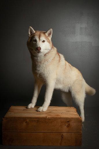 Siberian husky Mesmocan Princess Kasa billede 9