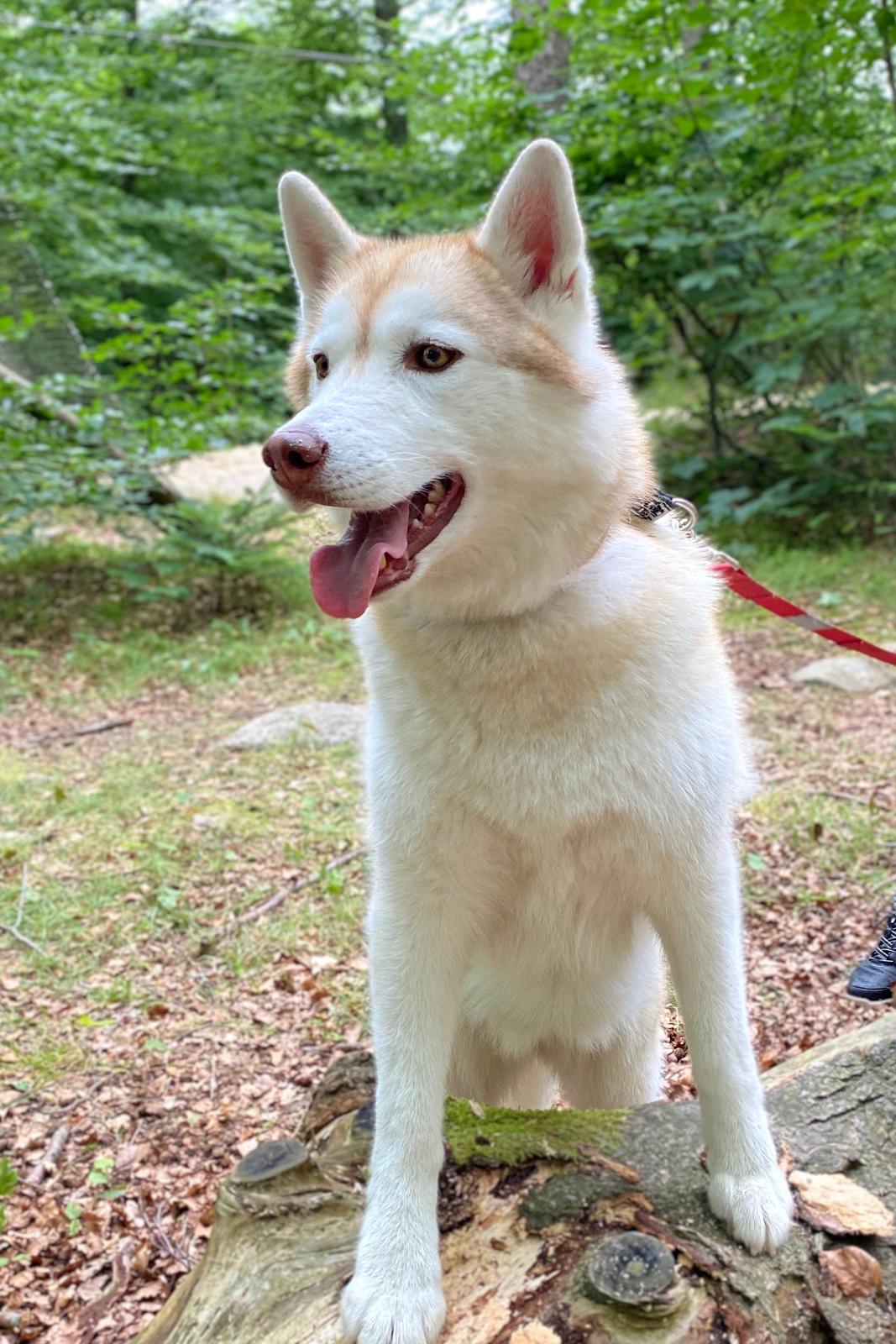 Siberian husky Mesmocan Princess Kasa billede 11