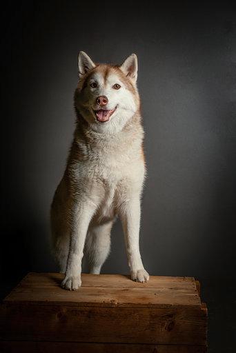 Siberian husky Mesmocan Princess Kasa billede 10
