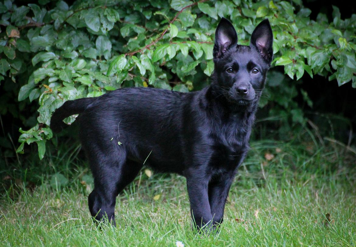 Australsk kelpie Makeelsa's Amazing Seia  billede 25