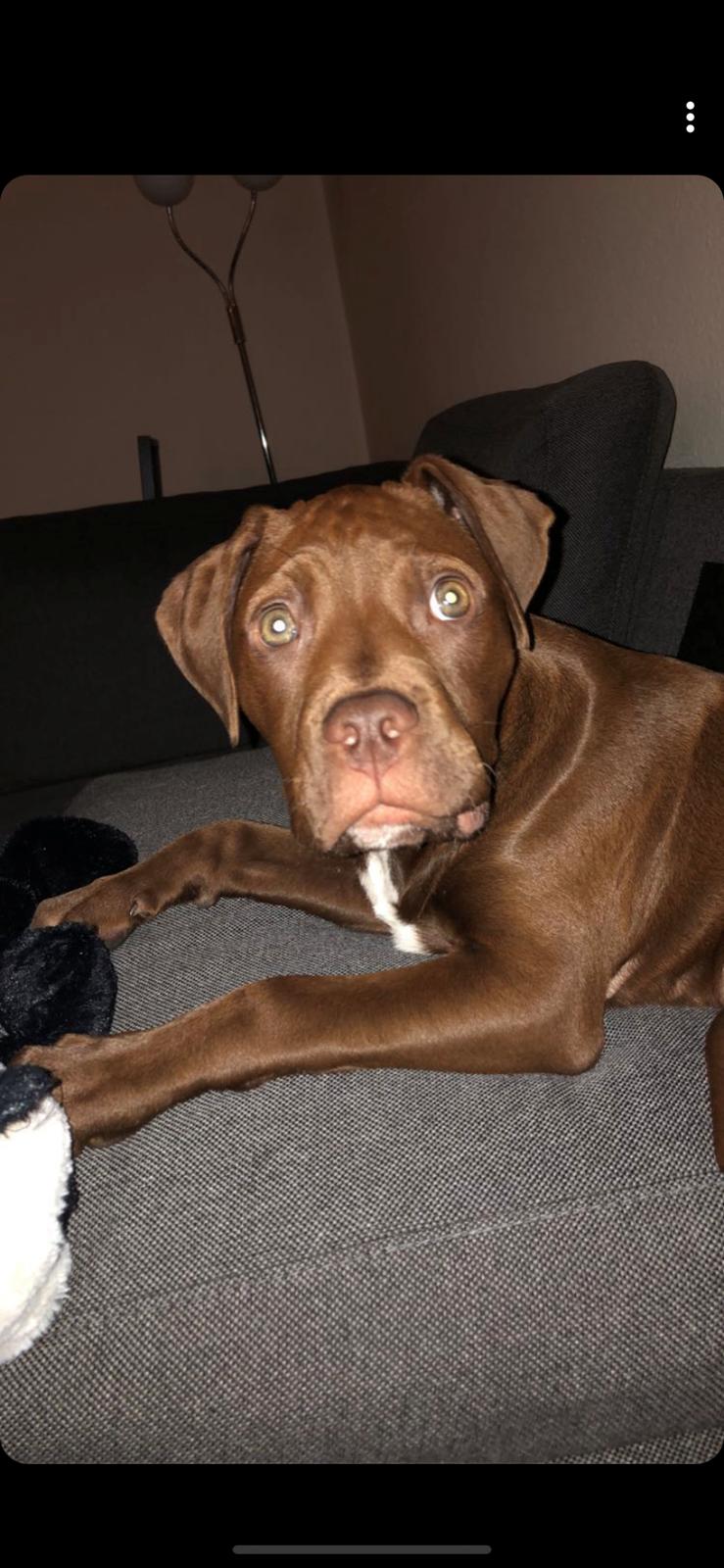 Blanding af racer Kenzo billede 6