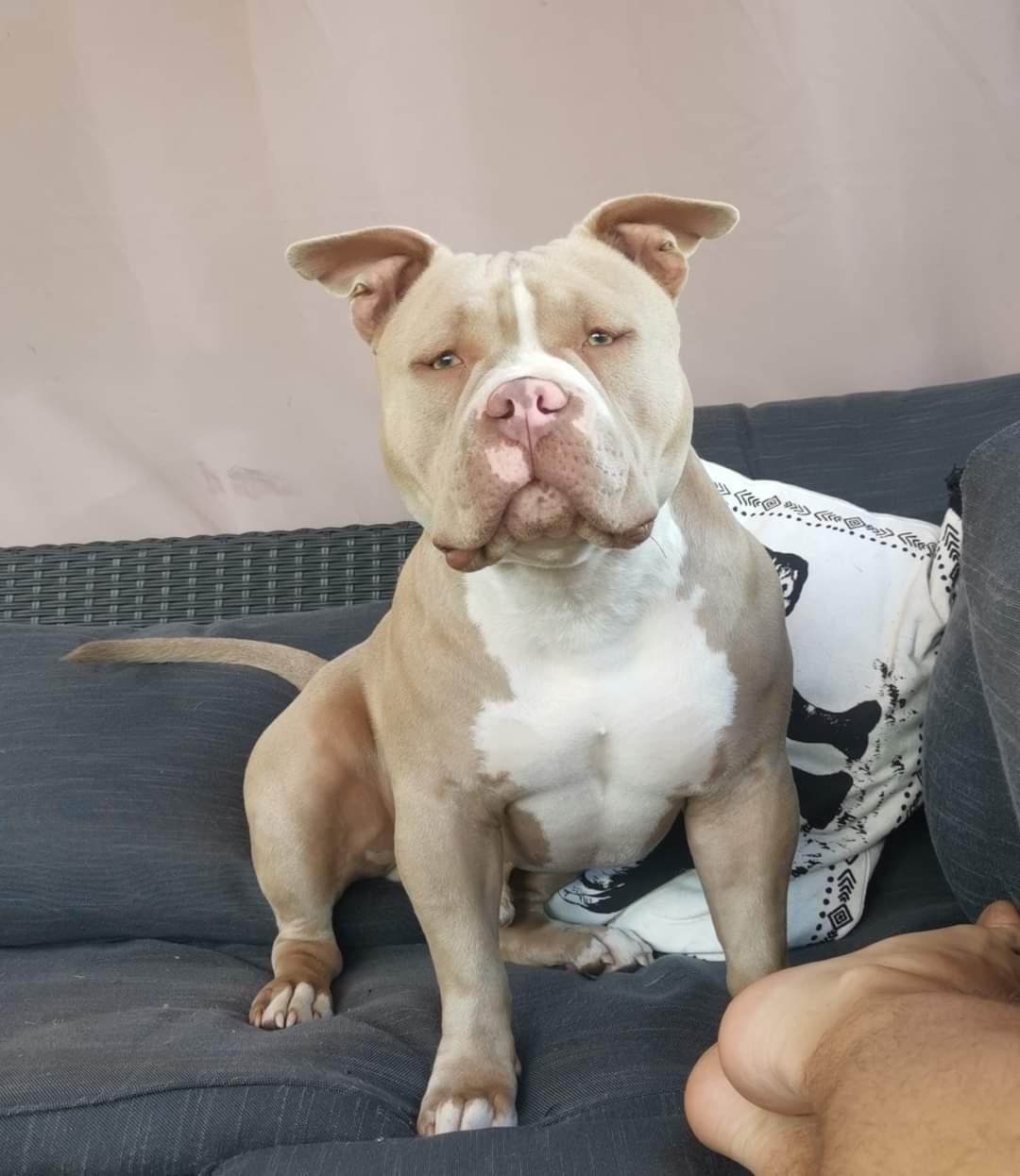 American Bully Arnold billede 6