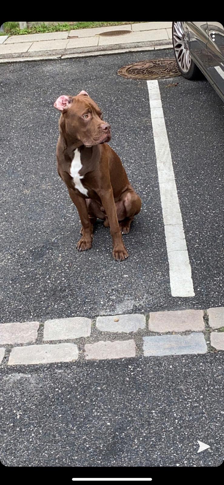 Blanding af racer Kenzo billede 8