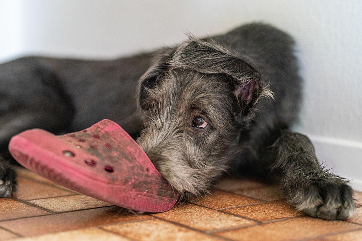 Irsk ulvehund Uffe billede 17