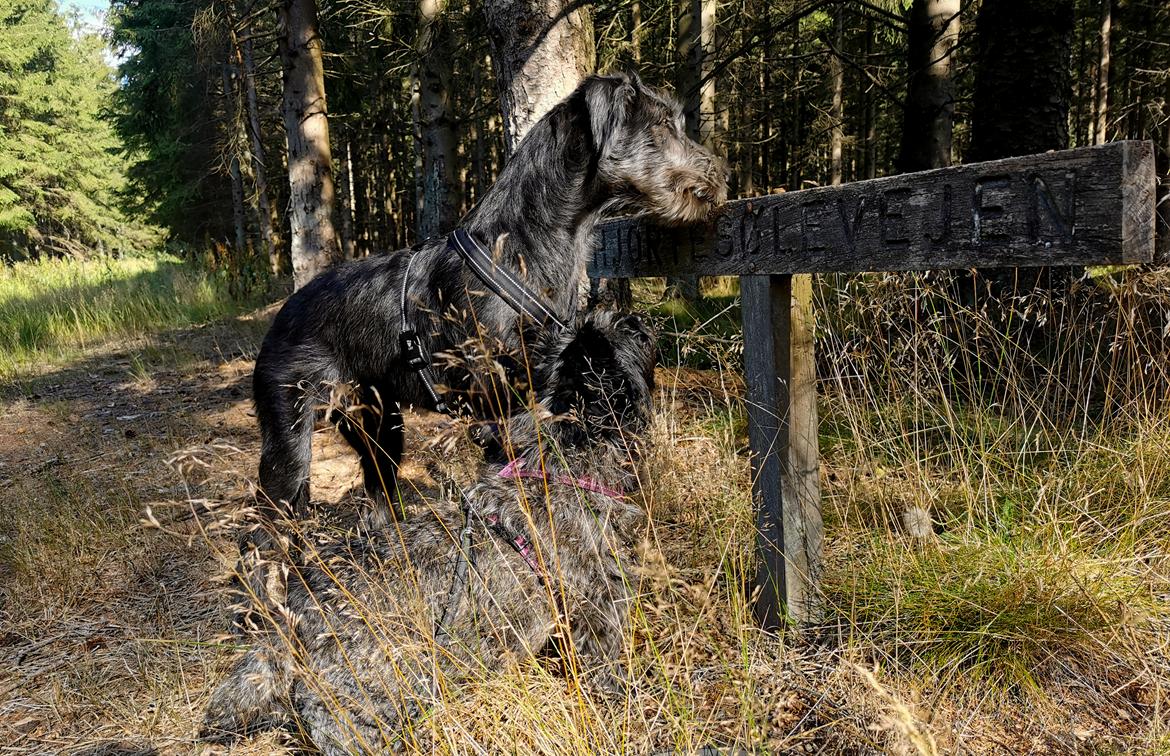 Irsk ulvehund Uffe billede 21