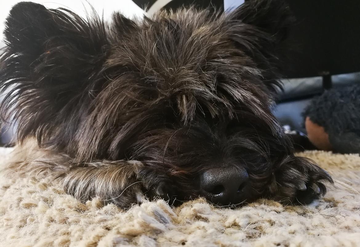 Cairn terrier Citta billede 39