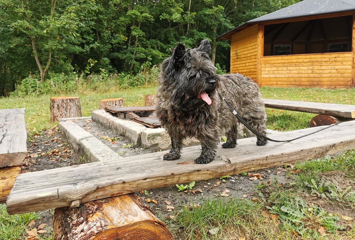 Cairn terrier Citta billede 40
