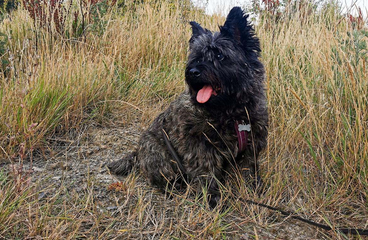 Cairn terrier Citta billede 10