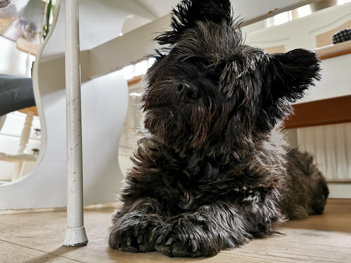 Cairn terrier Citta billede 5