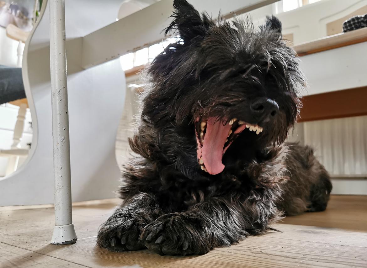 Cairn terrier Citta billede 8