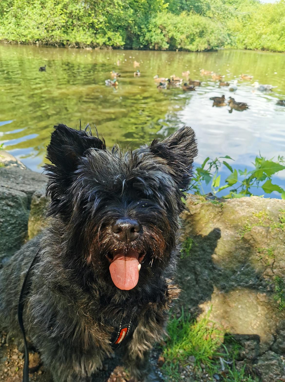Cairn terrier Citta billede 41