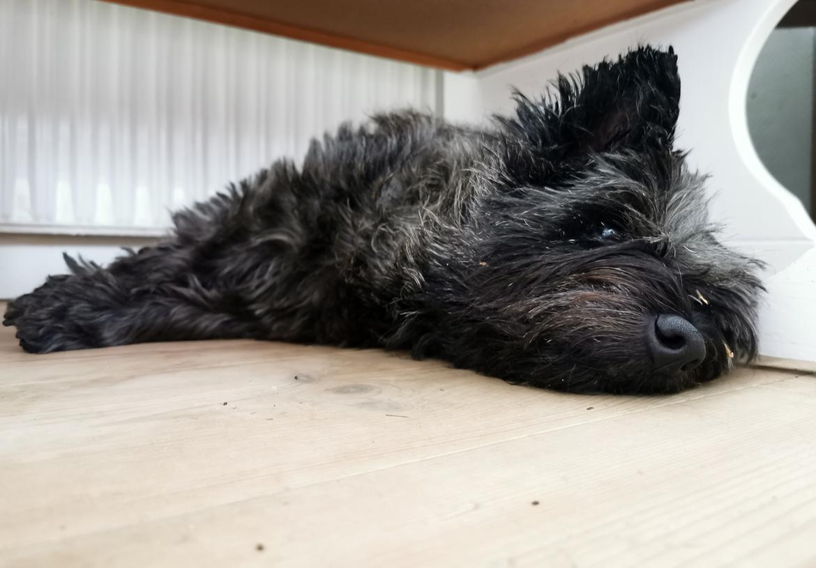 Cairn terrier Citta billede 42