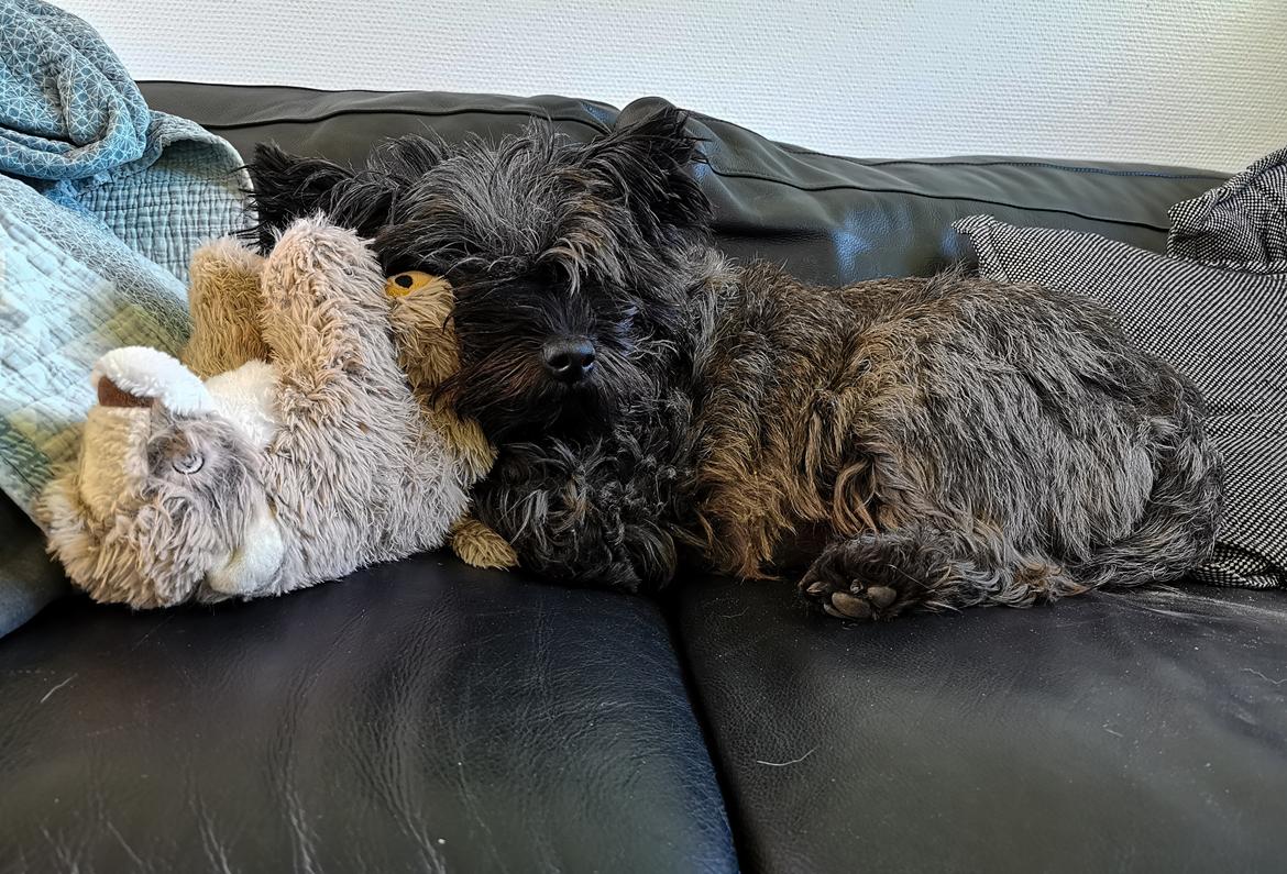 Cairn terrier Citta billede 14