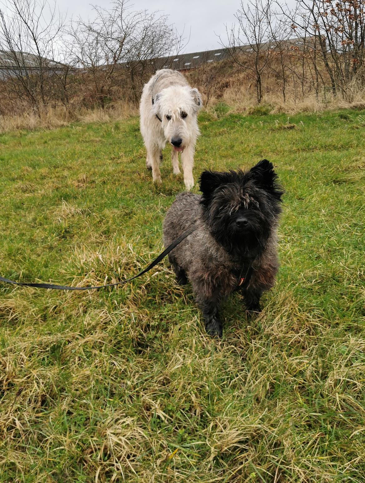 Cairn terrier Citta billede 4