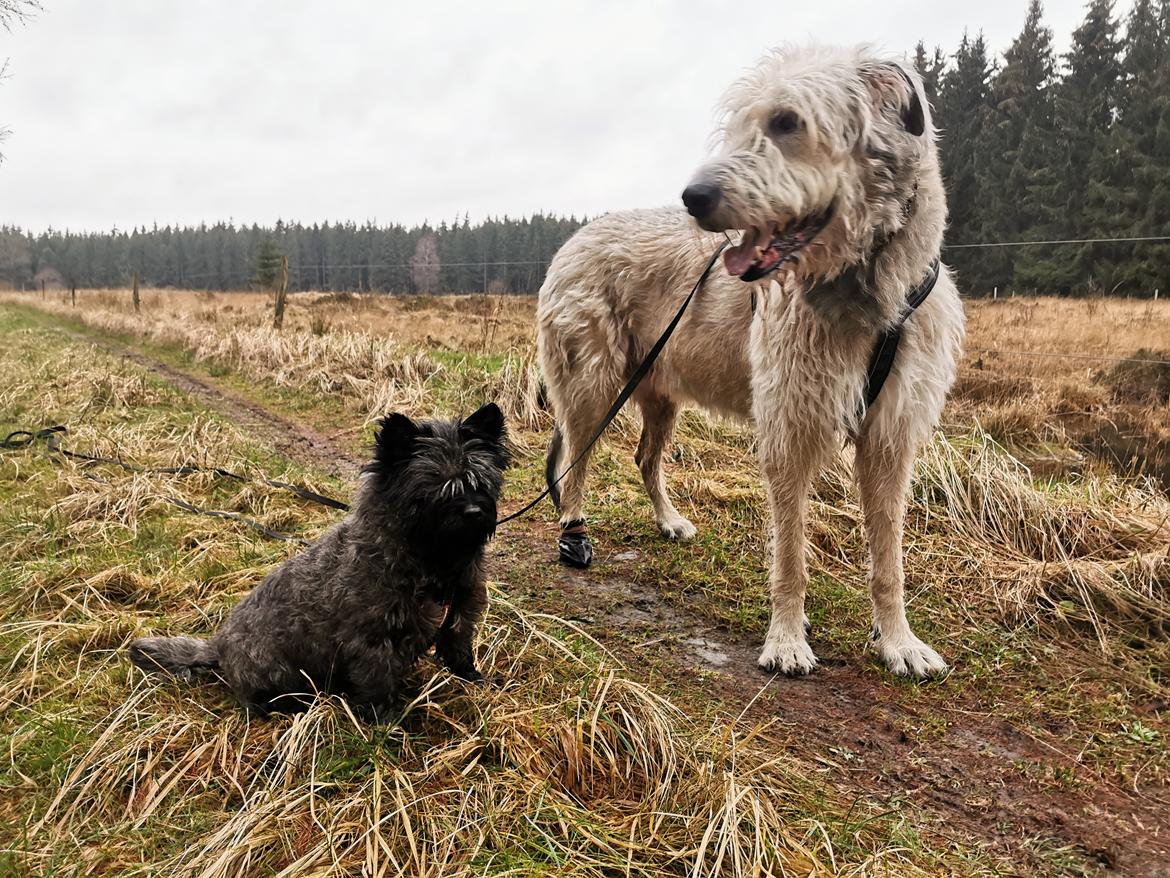 Cairn terrier Citta billede 6