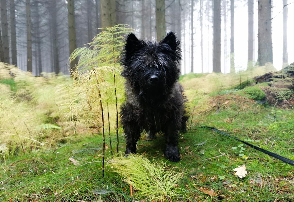 Cairn terrier Citta billede 2