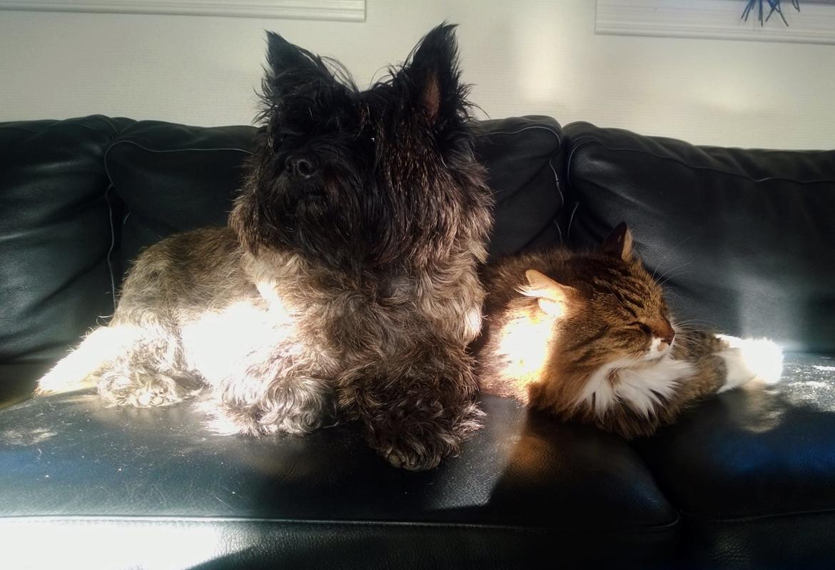 Cairn terrier Citta billede 7