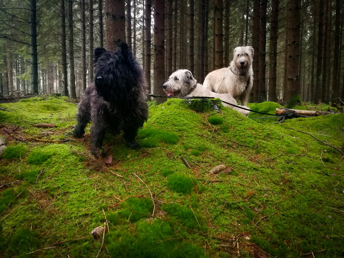 Cairn terrier Citta billede 3