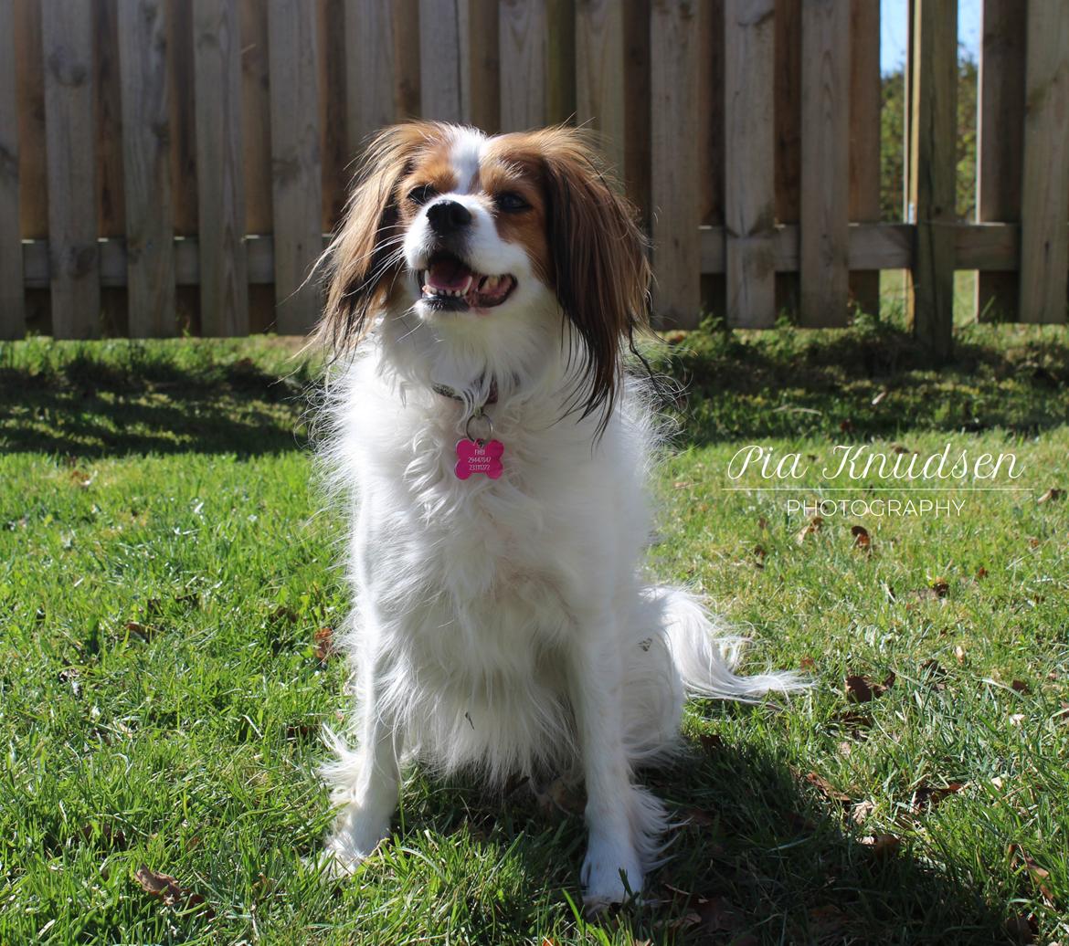 Blanding af racer Fiibi Himmelhund billede 12