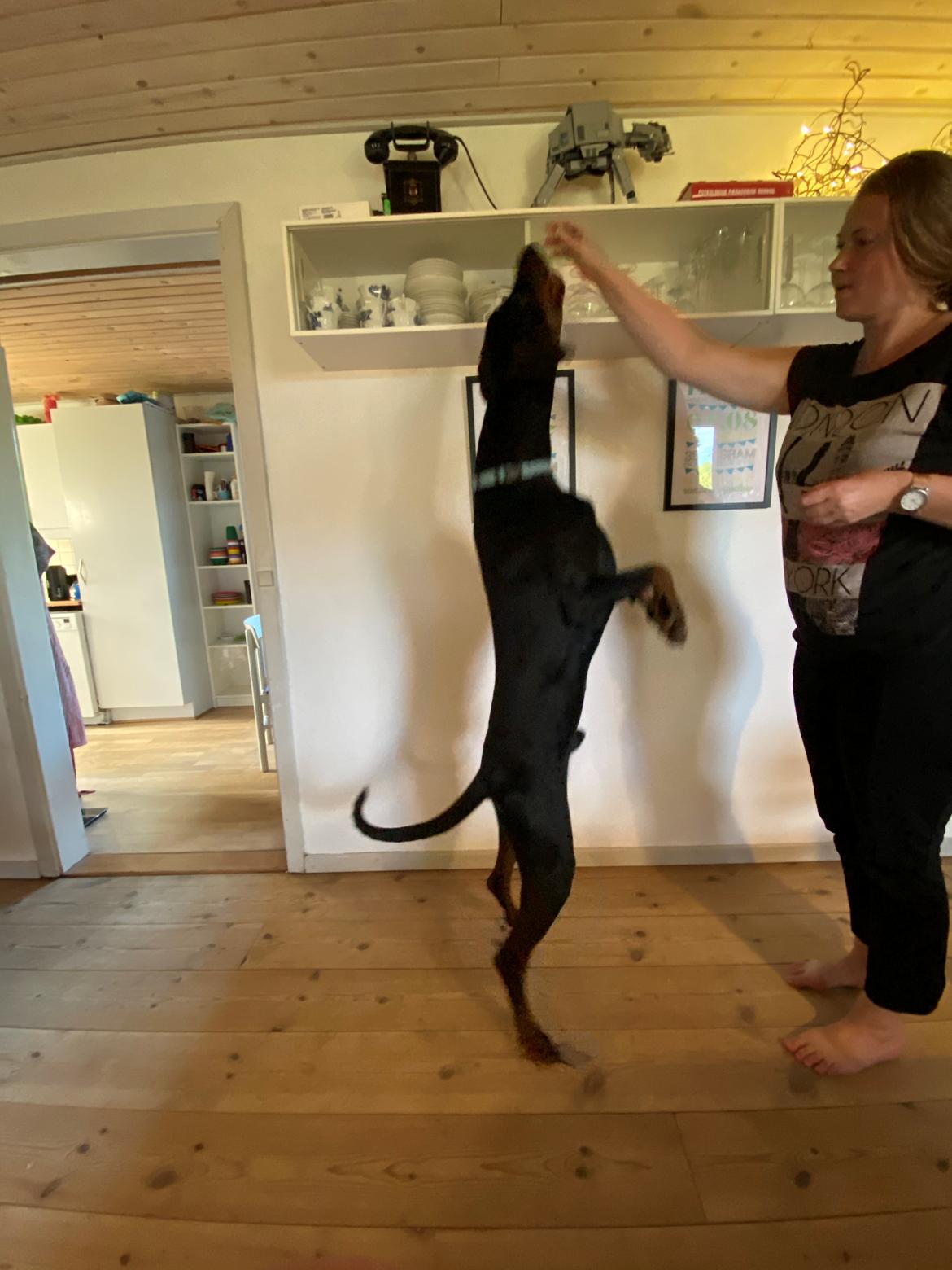 Dobermann Kenobi billede 20