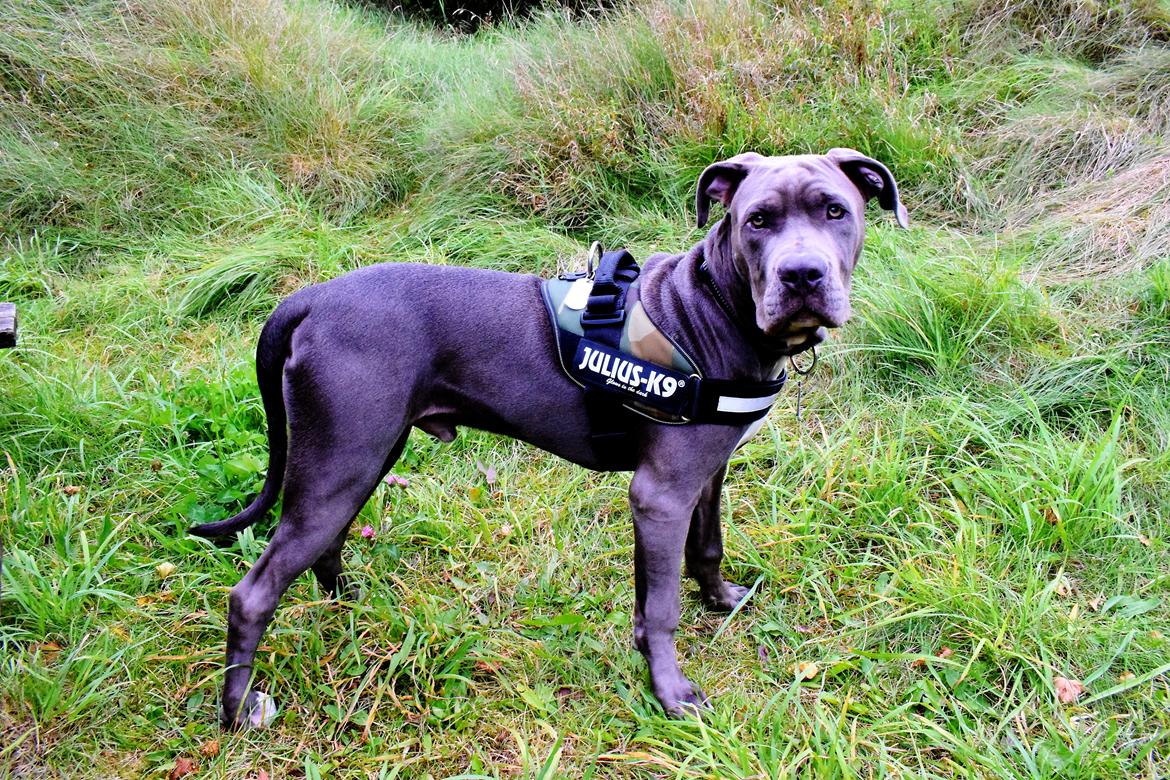 Cane corso Branco billede 5