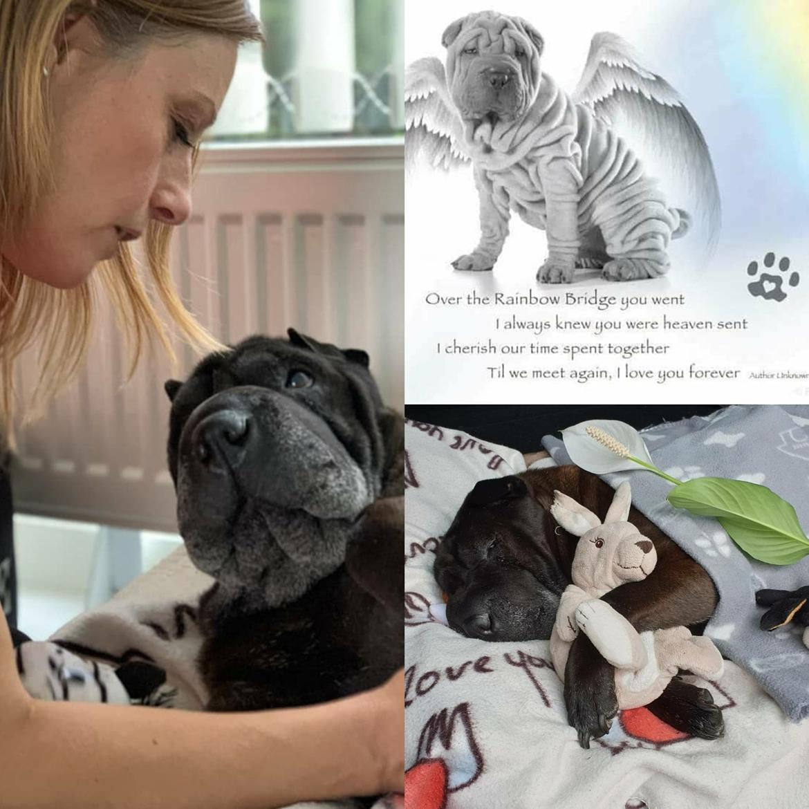 Shar pei Chili billede 1